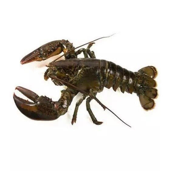 Soft Bait Bass Fishing Lure, Life-like Crawfish Design, Artificial Soft Plastic Lure Creature Bait Soft Bait Bass Fishing Lure, Life-like Crawfish Design, Artificial Soft Plastic Lure Creature Bait Soft Bait Bass Fishing Lure, Life-like Crawfish Design, Artificial Soft Plastic Lure Creature Bait - Image 3
