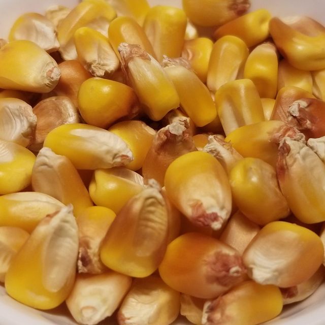 Best Price Yellow Corn Maize Premium Quality Natural Dried Corn for Poultry Feed Livestock Feed and Export - Image 3