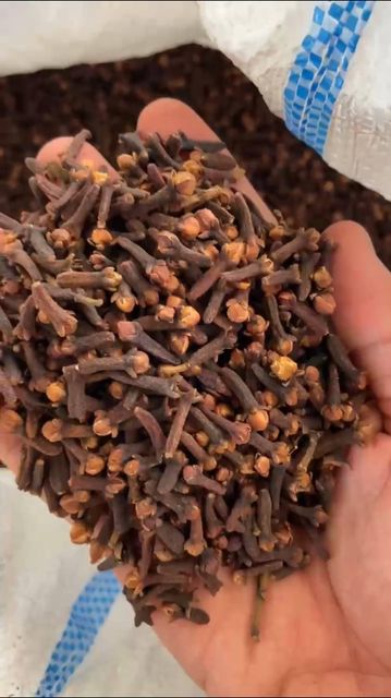 Whole Cloves / Dried Clove Grade AB6 Material Raw Size Mixed Size Type Whole Clove Color Brown To Dark Brown Place of Origin Indonesia - Image 1