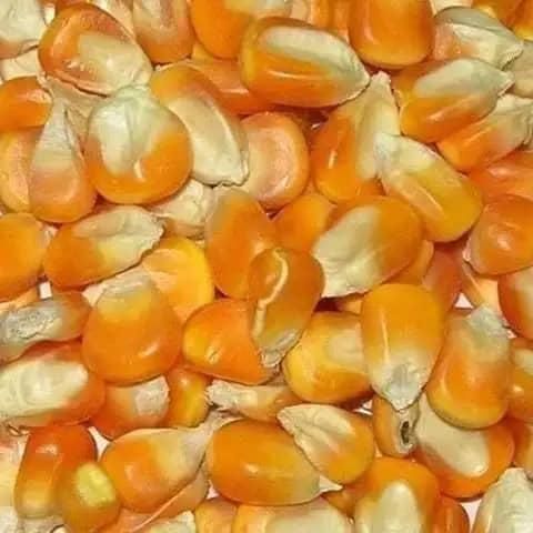 Top Quality White Corn/Maize for Animal Feed/Bulk Yellow-White Corn Suppliers. WHATSAPP +255787979235 - Image 4