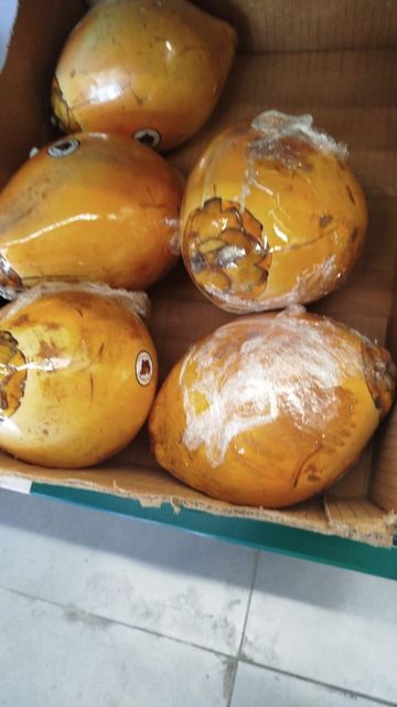 Coconut - Image 1