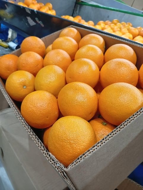 FRESH NAVEL ORANGE FOR SALE!! CLASS 1 EXPORT QUALITY NAVEL ORANGES FOR EXPORT NOW – product photo 3, product detail gallery