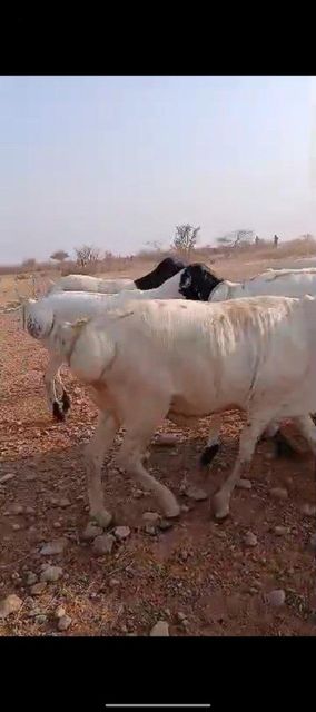 Livestock - Image 3