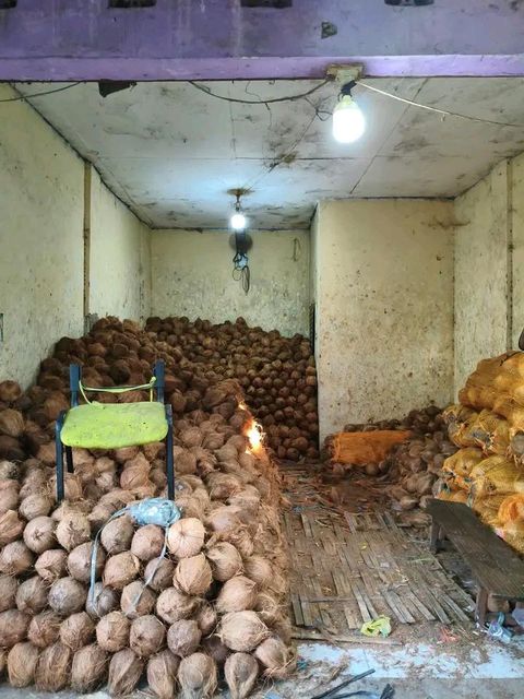Semi Husked Coconut High Quality – product photo 3, product detail gallery