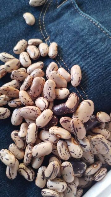 Light Speckled Kidney Beans available - Image 2