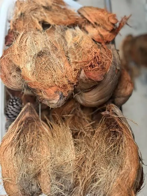 Coconut Shells [Husk] Wholesale Supply - Image 3