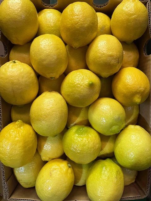 FRESH YELLOW SEEDLESS LEMONS FOR SALE!! CLASS 1 EXPORT QUALITY EUREKA LEMONS FOR EXPORT – product photo 1, product detail gallery