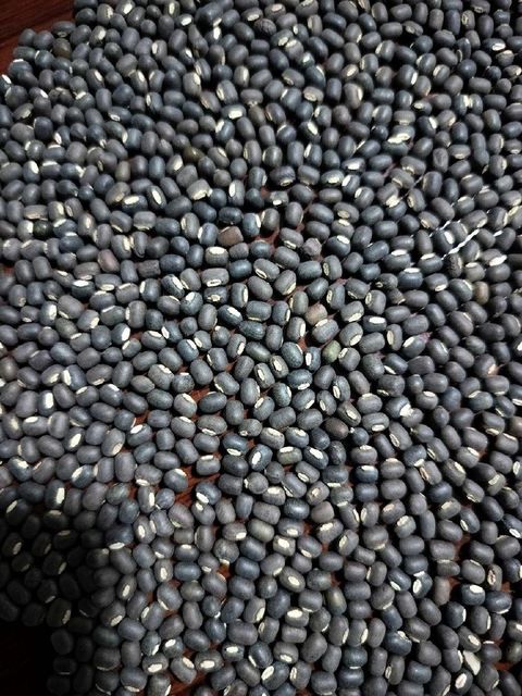 Black Mapte from Myanmar Type SQ & FAQ Packaging 25KG OR 50 KG Processing Type Sortexed Size As per buyer's - Image 1