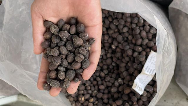 Arabica / Robusta Green Coffee Beans – Full Washed Process Defect Rate <5% Screen Size 16–18 Moisture Content 11% - 12% Origin Dampit, Kawi, - Image 4