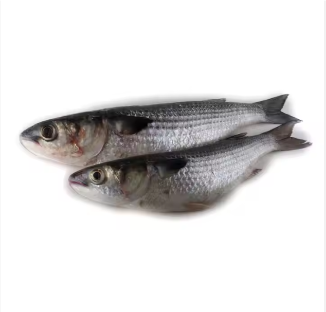 Wholesale Frozen Fish in cheap price - Image 2