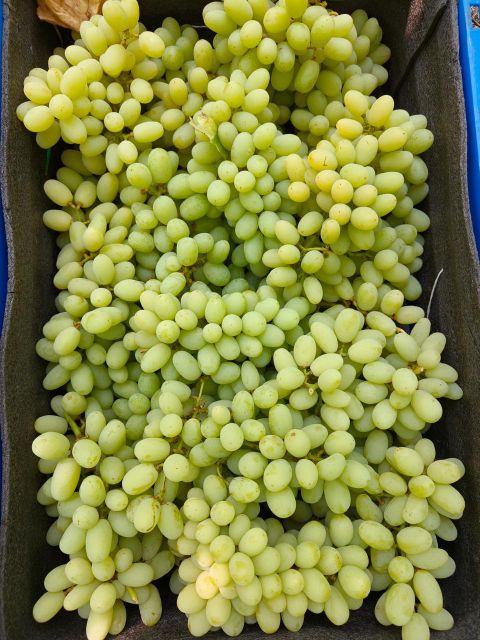 Grapes - Image 3