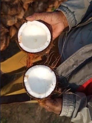 Fresh Coconut Organic Natural Grade Mix Grade Color Light Brown Packaging Net Bag Port Jakarta-Indonesia Weight (kg) 700 Gram Up - Image 4
