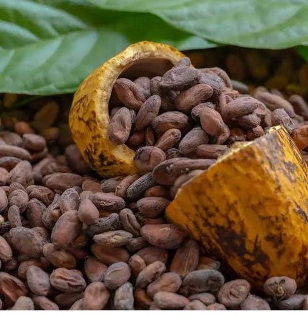 Dried Fermented Cocoa Beans - Image 4
