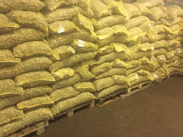 Highest Grade Organic Walnuts Kernels Ready for Export Healthy Dried Walnuts Bulk Sweet Taste High Quality Drying Process Shell whatsap +255787979235 - Image 4