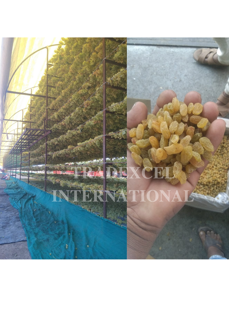 GRADE 3 QUALITY GOLDEN RAISINS Origin India Quality Grade Grade 1, 2, 3 Packing Carton Boxes 15kg Per - Image 1