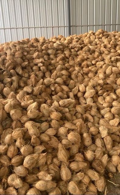 Indian Origin Fresh Semi Husked Coconut – Premium Export Grade – 13kg & 14kg Packing – Bulk Supply - Image 3