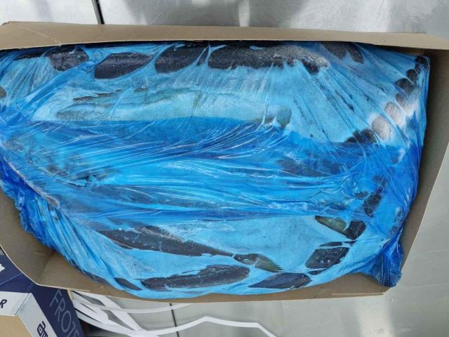 Premium Quality Frozen Mackerel Fish For Sale / Wholesale Prices Frozen Mackerel Fish / All Sizes - Image 3