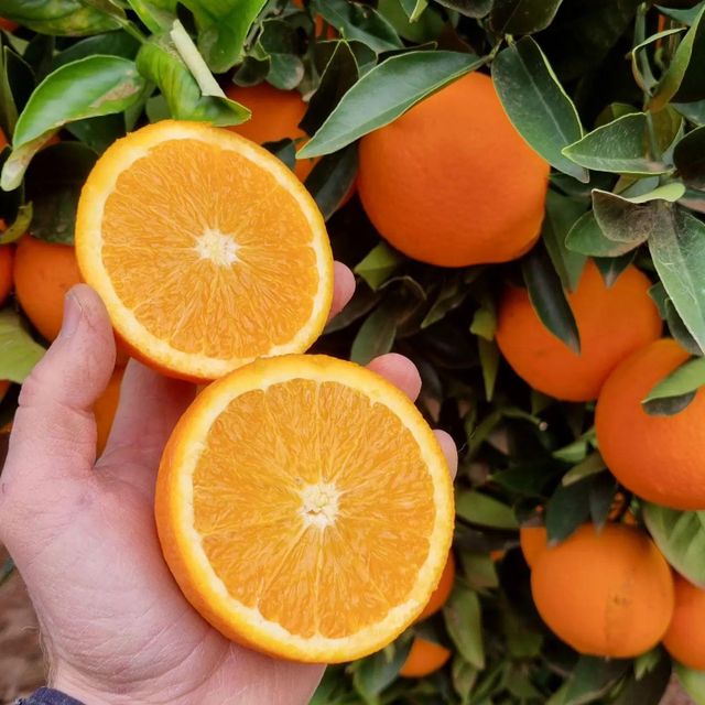 Fresh South African Oranges for sale Features Organic Fruit Type Cara Cara, Navel, Valencia - Image 3