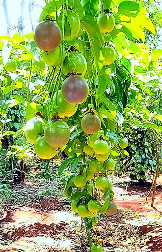Yellow Passion Fruit 100% Organic High Quality from Vietnam - Best price for export - Image 5