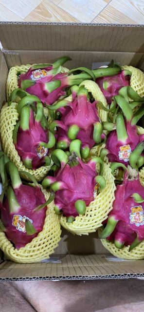 Export Standard Bulk Fresh Dragon Fruit Natural Sweet Taste Red and White Tropical Fruit 380-780g Agriculture Grade – product photo 2, product detail gallery