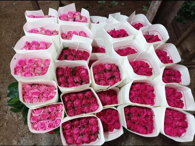 Roses Delivery Focus Timely Delivery Supply Consistency Consistent Supply Market Reach Wholesale And International - Image 3