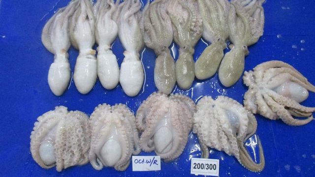 Short arm octopus 100/200,200/300 sizes - Image 4