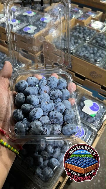 Fresh Blueberries Mexico - Image 1