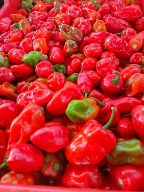 Fresh Habanero pepper (Red, yellow and green)and Bell Pepper (red, yellow and green) - Image 3