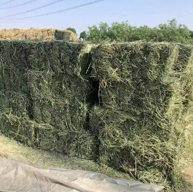 Premium Timothy Hay Carefully Dried Green Grass For Nutritious Animal Feeding Supply - Image 1