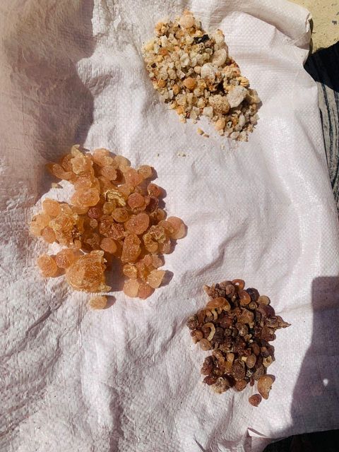 Gum Arabic - Image 1