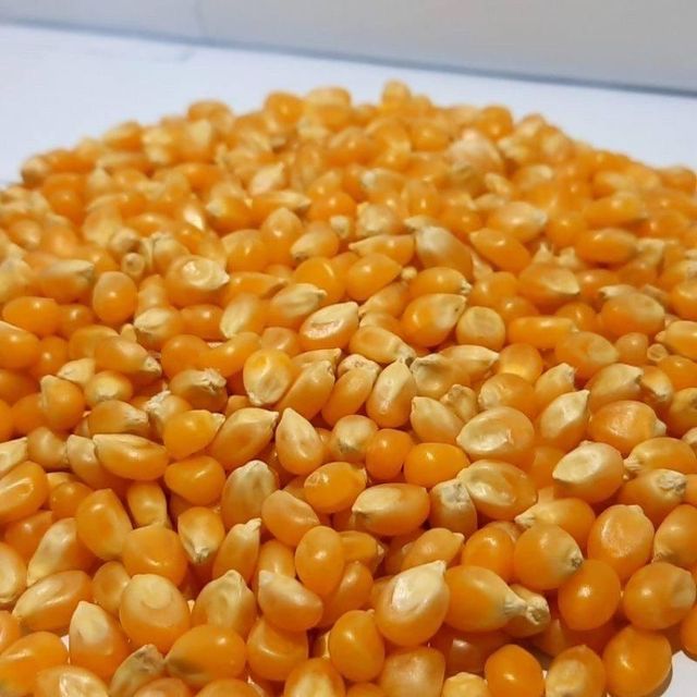 Brazilian Yellow Corn frozenchickenexports.com – product photo 4, product detail gallery