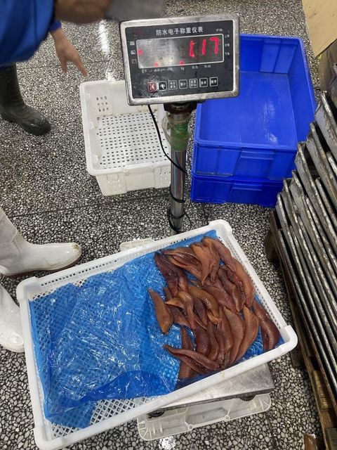 Frozen Herring Fish High Protein Seafood Selection With Reliable Cold Storage Handling For Bulk Import Demand - Image 2