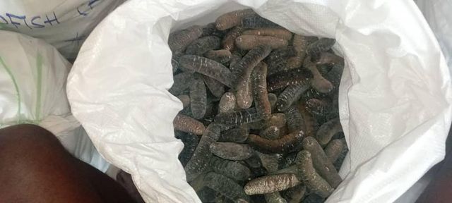 Dried Sea cucumbers - Image 20