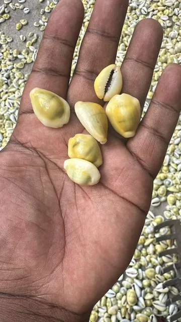 Cowries - Image 2