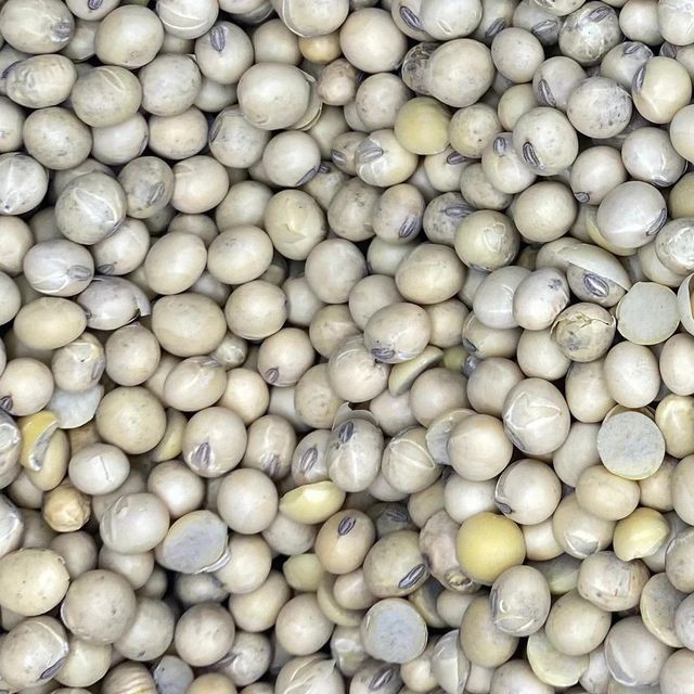 Golden Yellow Soybean Seeds Supplied With Advanced Cleaning Process For Global Import Markets - Image 4