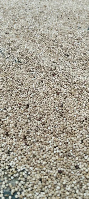 Raw Quinoa Quinoa Grains Quinoa seeds Unpeeled Quinoa Unwashed Quinoa - Image 4