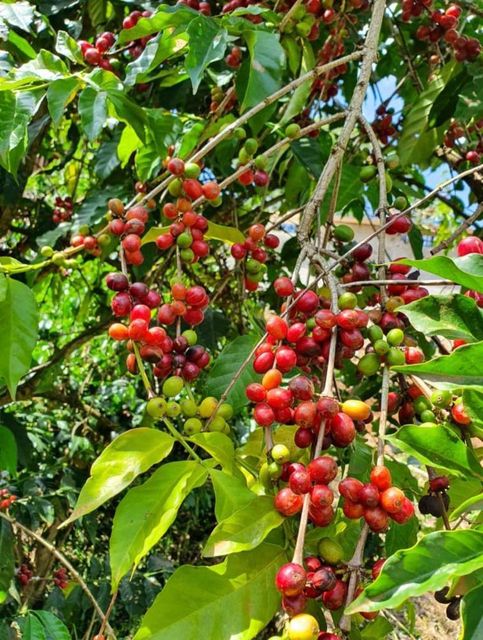 Ethiopian Green Coffee Beans Grade 1 (Yirgacheffe,Sidamo,Guji, Tepie) - Image 5