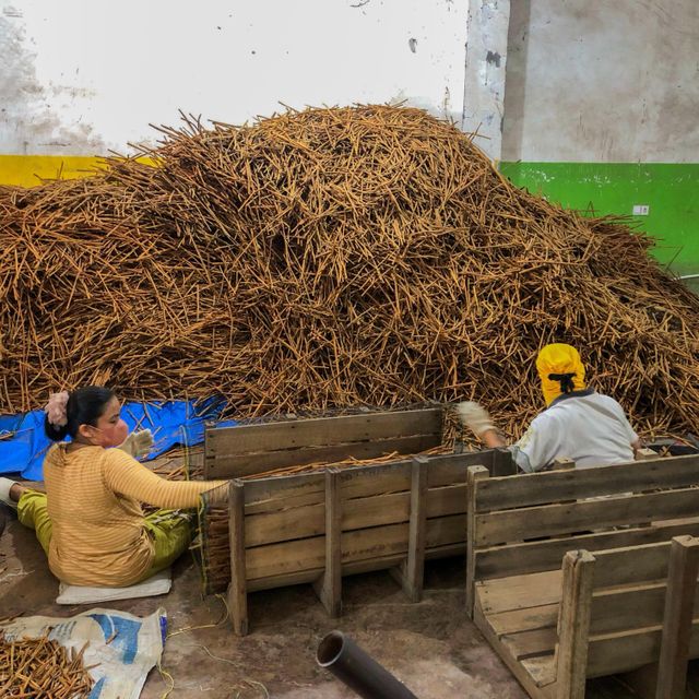 Long Cassia Stick Packaging Details 50 kg HDPE - Image 3