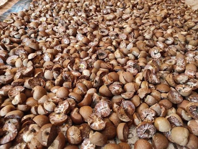 Berel nut/areca nut - Image 1