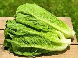 Fresh romaine lettuce Grade A Content no Style Fresh Weight (kg) 0 Ingredients no Storage Type frsh Shelf Life 9months Address south - Image 3