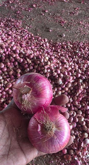 Fresh Red Onion – product photo 1, product detail gallery
