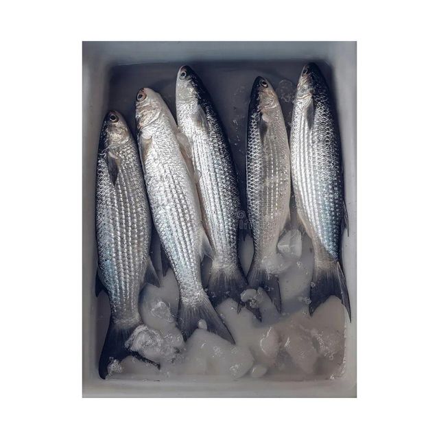 Frozen grey mullet fish bulk supply wholesale cheap price premium quality seafood - Image 3