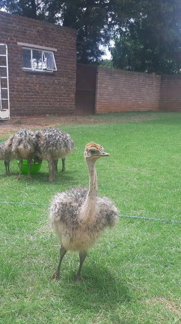 Exotic birds peacocks emus vulturine gunea fowls ostrich - Image 5