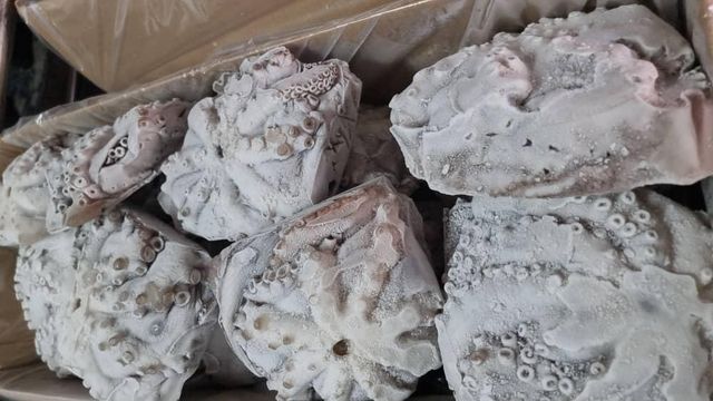 Tuna fish and King Fish, Octopus and Other grouper Fish Grade A Packaging A Drying Process a Processing Standards Haccp, Eu, Fda Compliant - Image 5