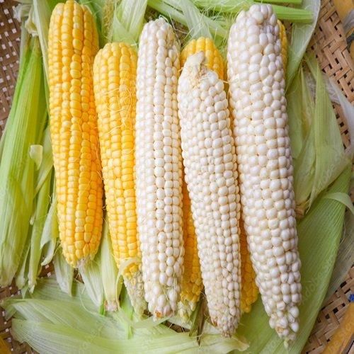 Top Quality White Corn Clean Whole Corn Economical Wholesale Bulk Packages - Image 2