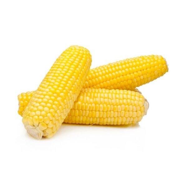 Yellow corn - High Quality Yellow Corn Maize Grains - Image 2