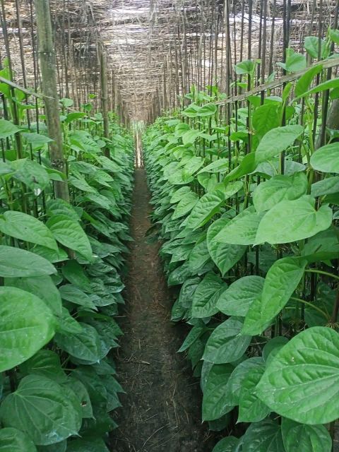 Betel leaf - Image 4