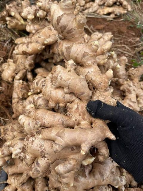 Fresh Ginger - Image 2