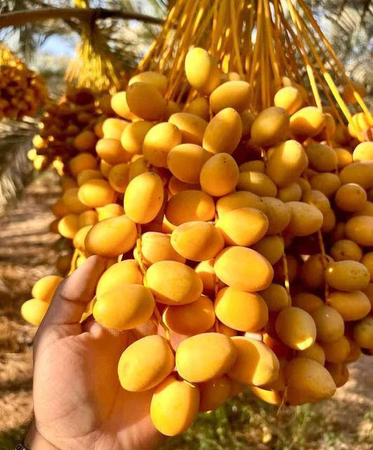 Fresh Barhi dates high quality from egypt - Image 4