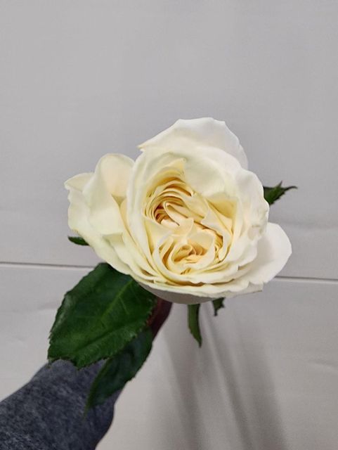 Premium roses Petals Lush Petals Grade Export grade Stem Strength Strong Stems Handling Cold Chain Handling Origin Fertile Highland Farms - Image 3